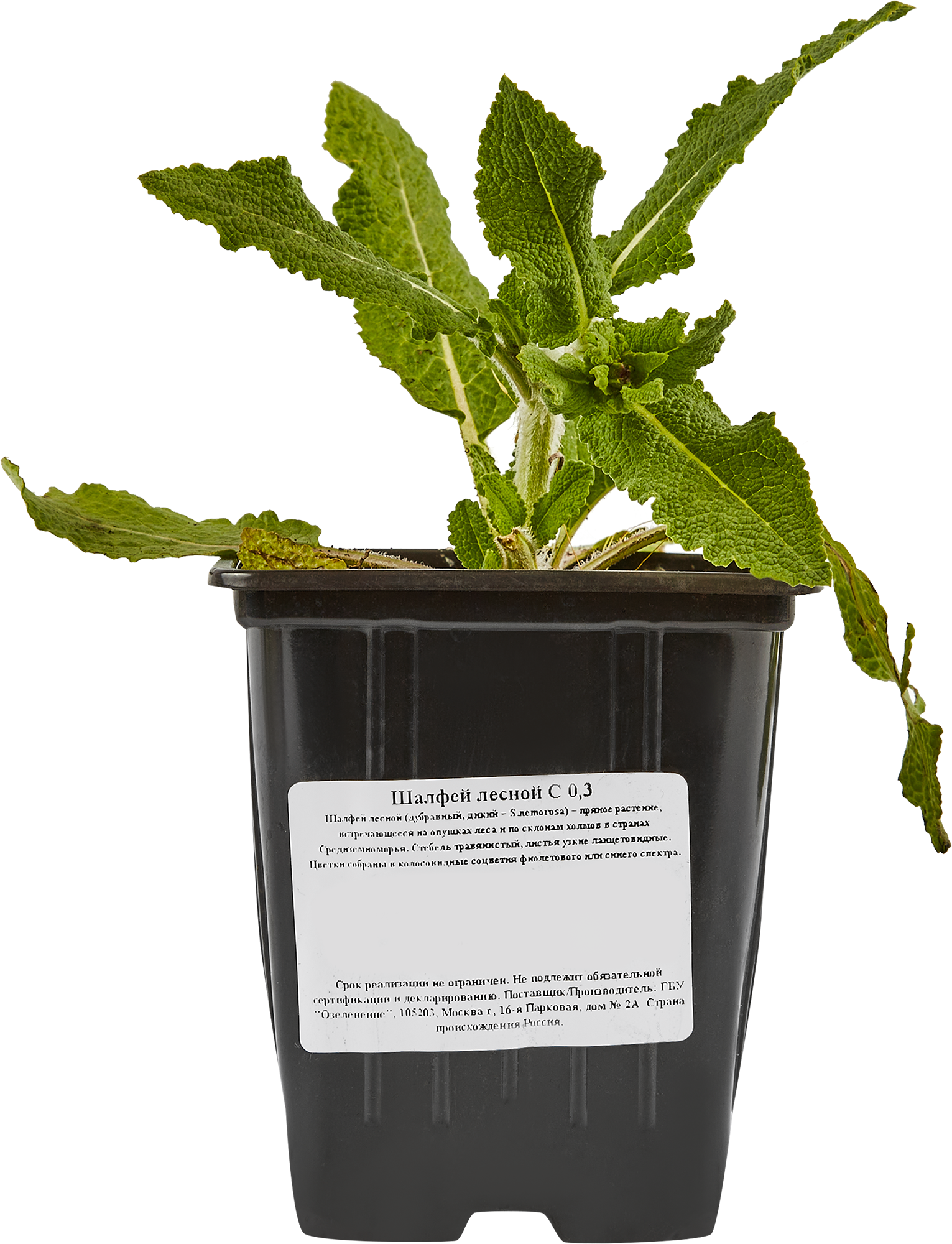 Шалфей лесной Santreyd - ароматная многолетняя рассада с сиреневыми соцветиями 84845152 STLM-0055996 - Вид №1