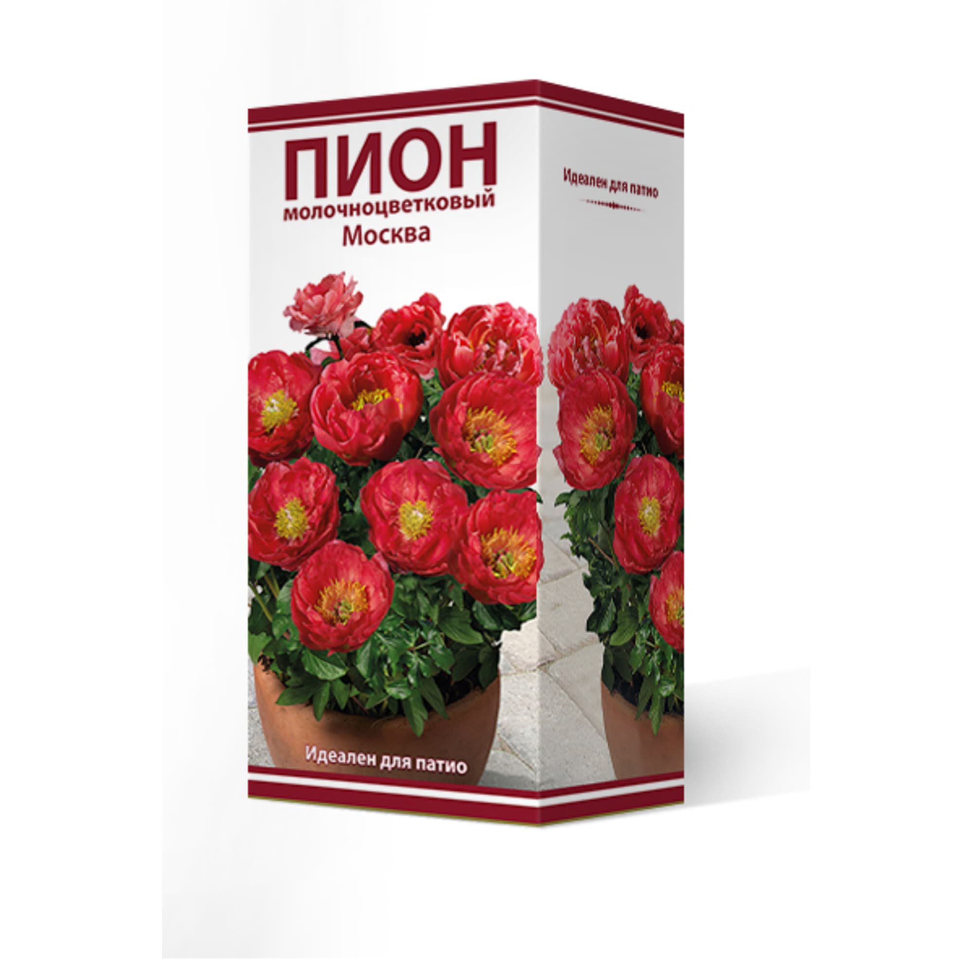 82661858 Пион молочноцветковый травянистый «Москва для Патио в» разбор 2-3 Santreyd 