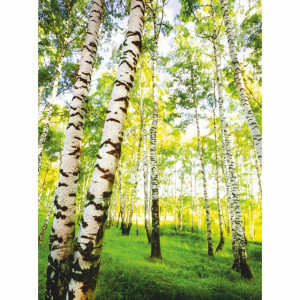 18087095 Фотообои бумажные «» 140x200 cм В березках