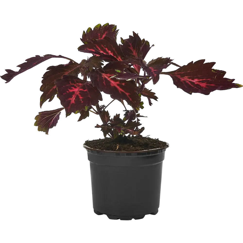 Santreyd Колеус с декоративными листьями для сада и интерьера 83248443 STLM-1326070 - Вид №1