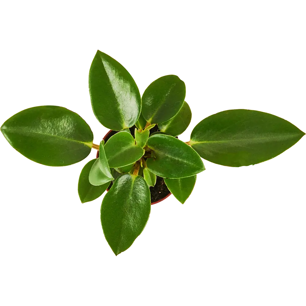 Пеперомия микс Santreyd - комнатное растение с декоративными листьями 87819657 STLM-1394845 - Вид №2