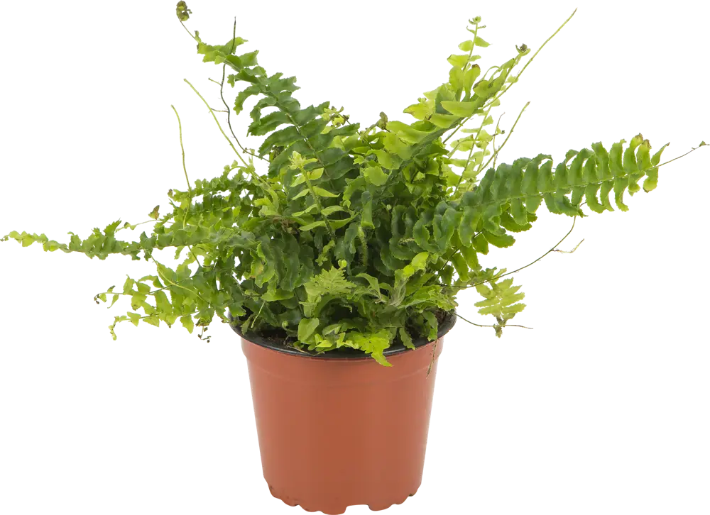 Santreyd Нефролепис Грин Леди — пышный папоротник для дома 13534108