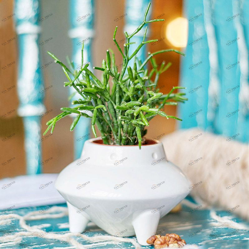 Набор для выращивания Eco НЛО ЭКОЧЕЛОВЕКИ 7003