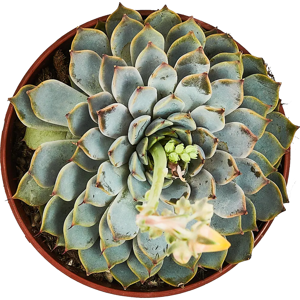 Santreyd Эхеверия — суккулент с живыми розетками для интерьера 89352933 STLM-0949590 - Вид №3