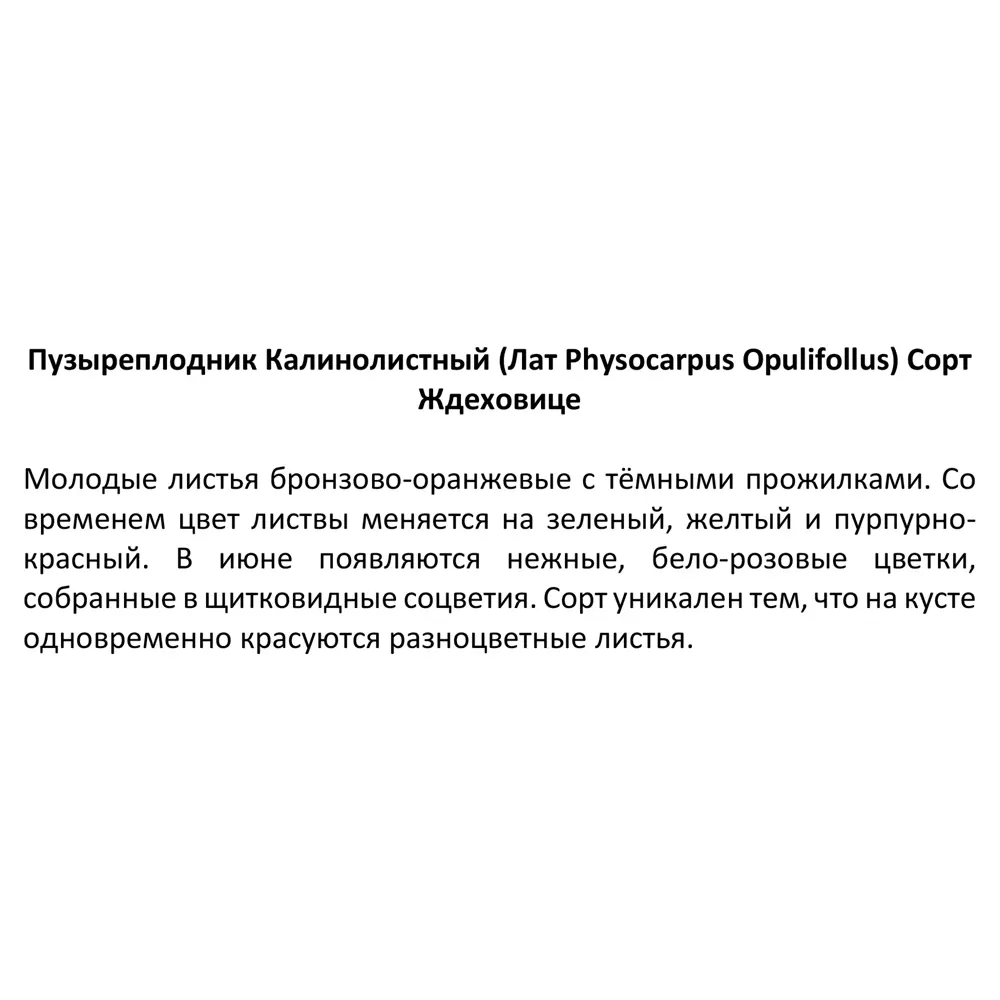 Пузыреплодник калинолистный Ждеховице ø15 h40 см 85606549 STLM-2016676 Santreyd  - Вид №3
