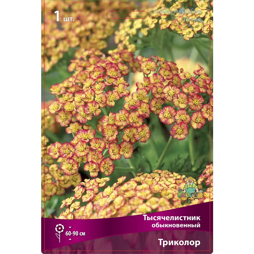 Тысячелистник обыкновенный Триколор 86410486 STLM-2166231 ПОИСК 