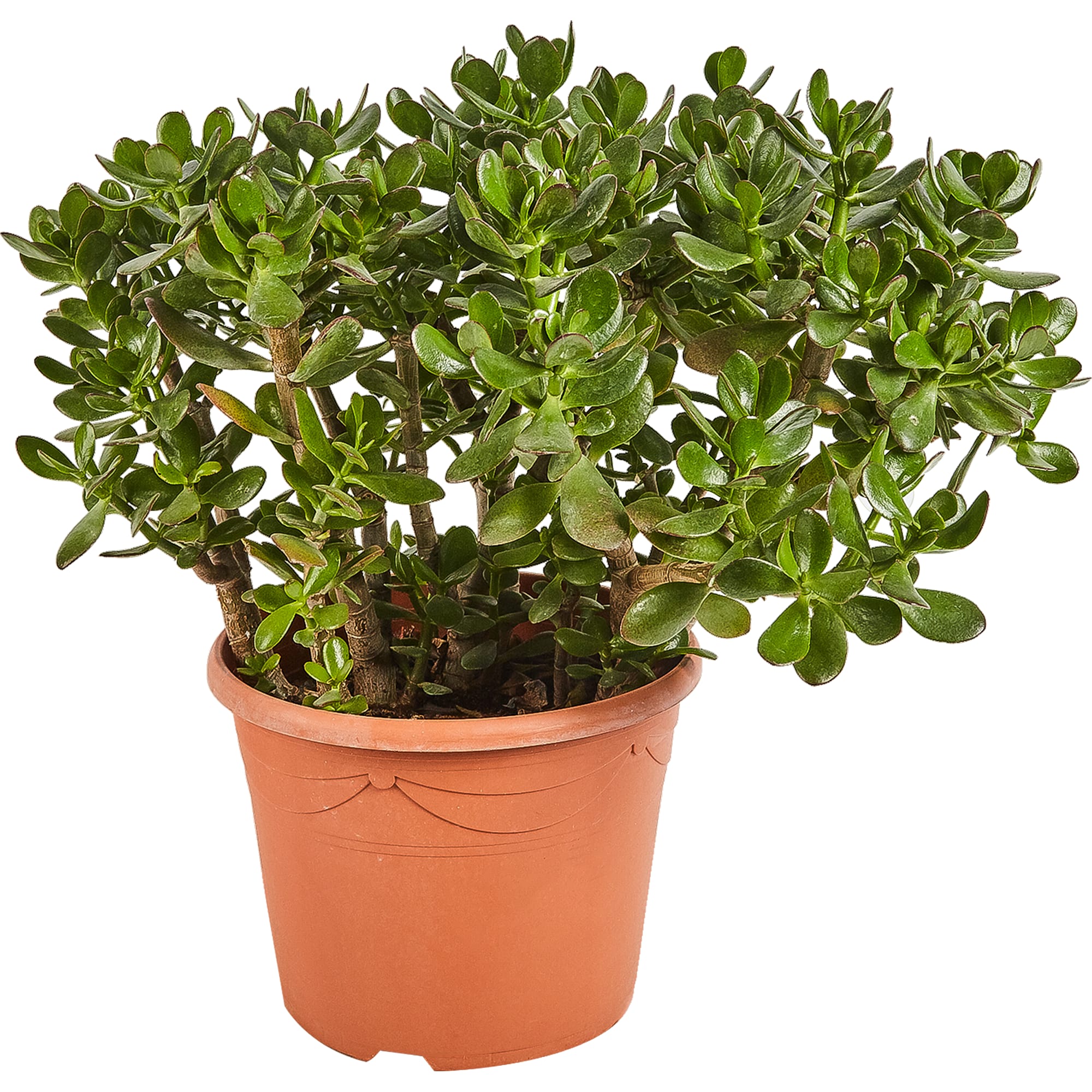 82849706 Крассула 30х55 см Santreyd 