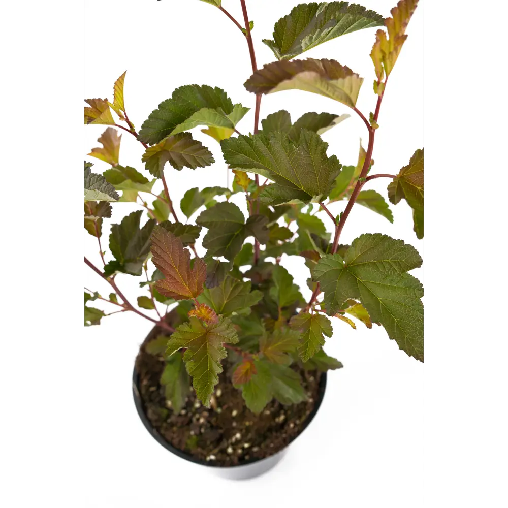 Пузыреплодник Diabled Or Santreyd - декоративный кустарник с меняющейся окраской 85292591 STLM-0960470 - Вид №3