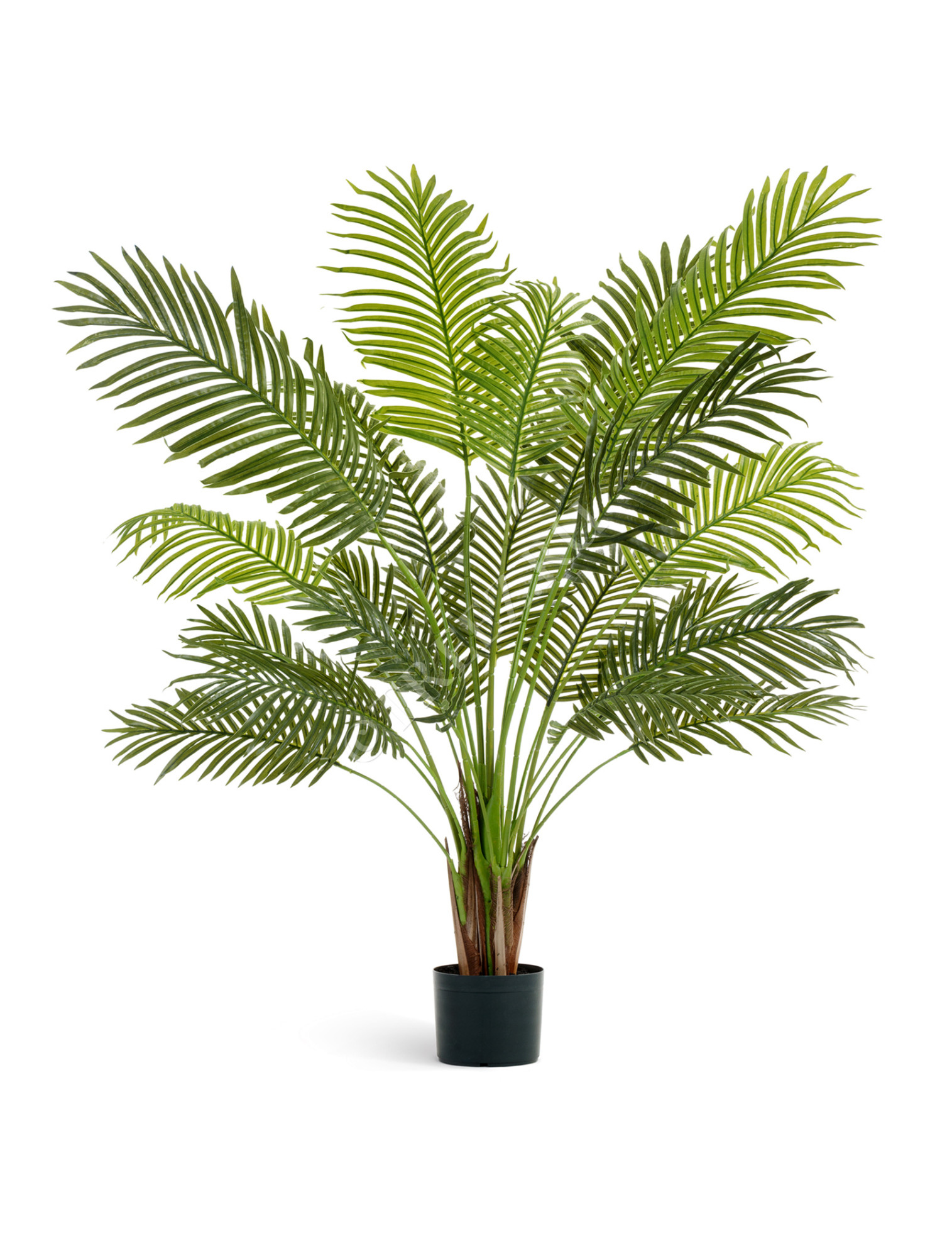 10.11924N Пальма Арека Литл Цветочная коллекция 