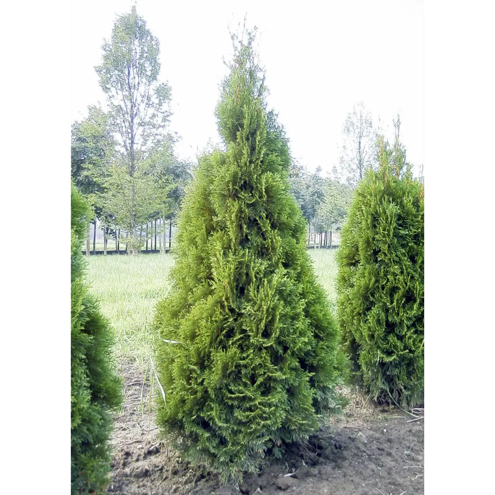 Туя Гельдерлэнд Santreyd - конусовидный хвойник для ландшафтного дизайна 89363755 STLM-0966045