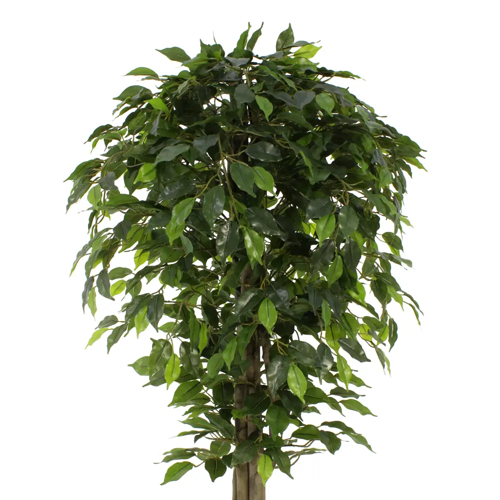 Фикус Берт ø21 h160 см Santreyd STLM-2008460 - Вид №1