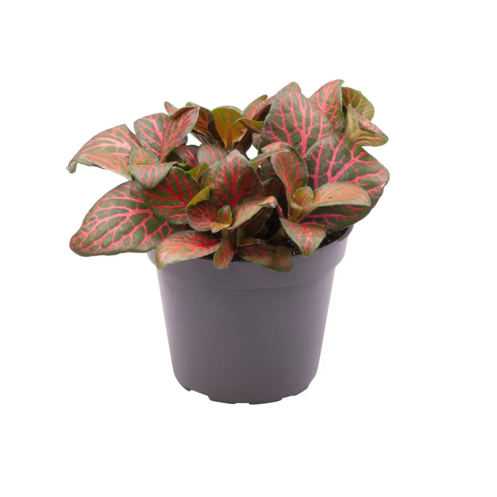 Фиттония Джоли Джосан Santreyd — комнатное растение с розовыми прожилками 89375033 STLM-1447946