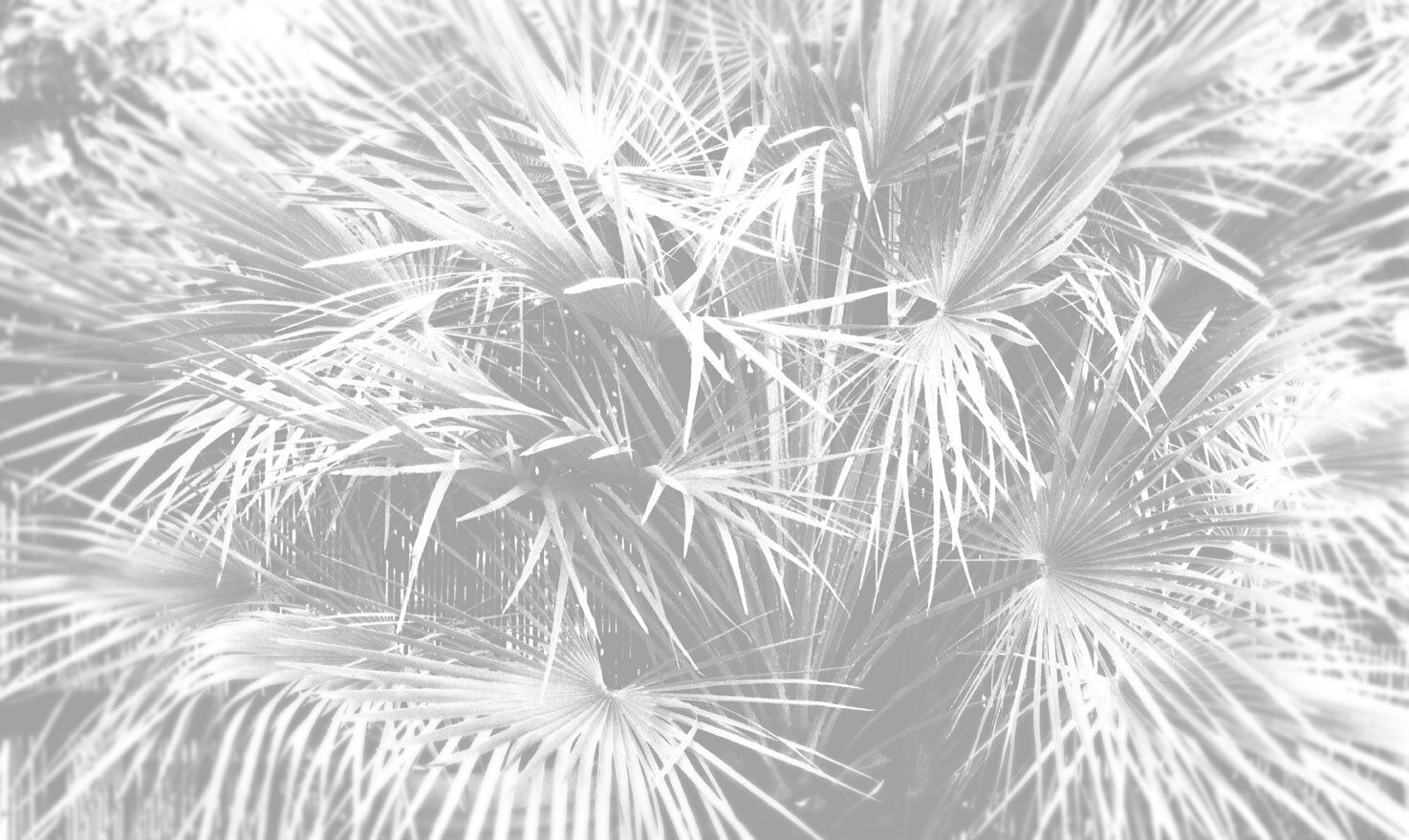 Обои с цветочными мотивами Jannelli&Volpi PALMETO ARCH-00034510 - Вид №1