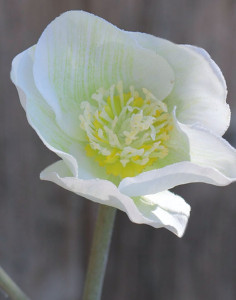 2577 778 a2 Искусственная новогодняя роза, 32 см, бежево-белая H-andreas