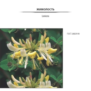 Santreyd Жимолость Нарымская - ранний сорт с сочными ягодами 81969634