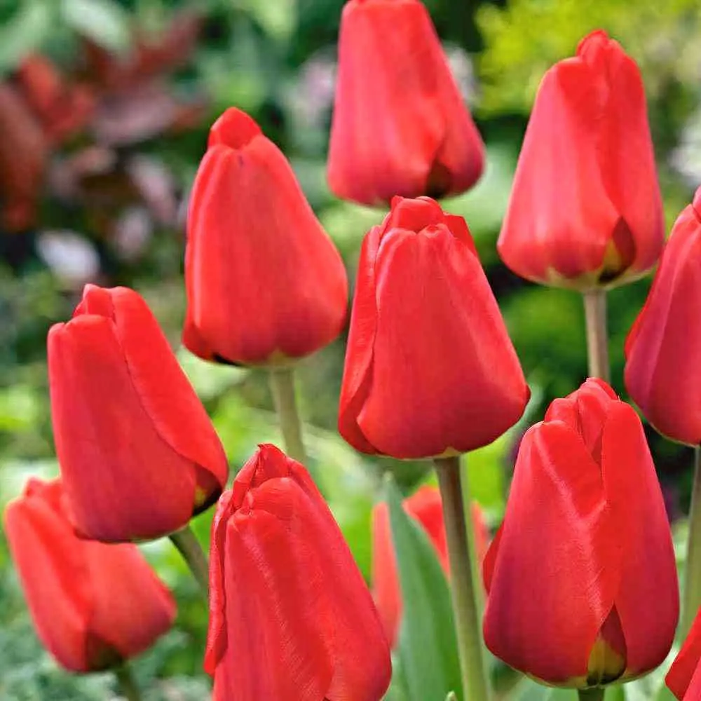 Тюльпан Дарвинов гибрид Фостери Кинг 3 шт ПОИСК STLM-2015464