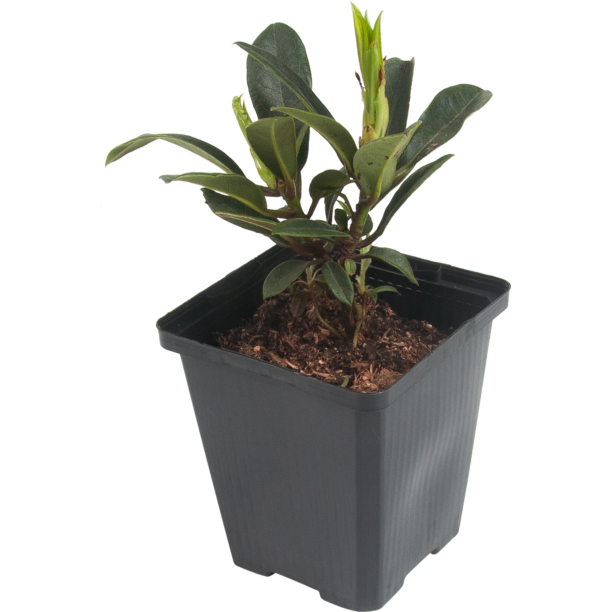 82601869 Рододендрон гибридный «Голден Хармони» 9x20 см Santreyd 