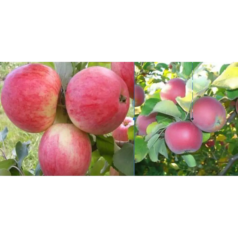 Яблоня Конфетное/Орлик пакет 89465364 STLM-2058298 PLANTMARKET 