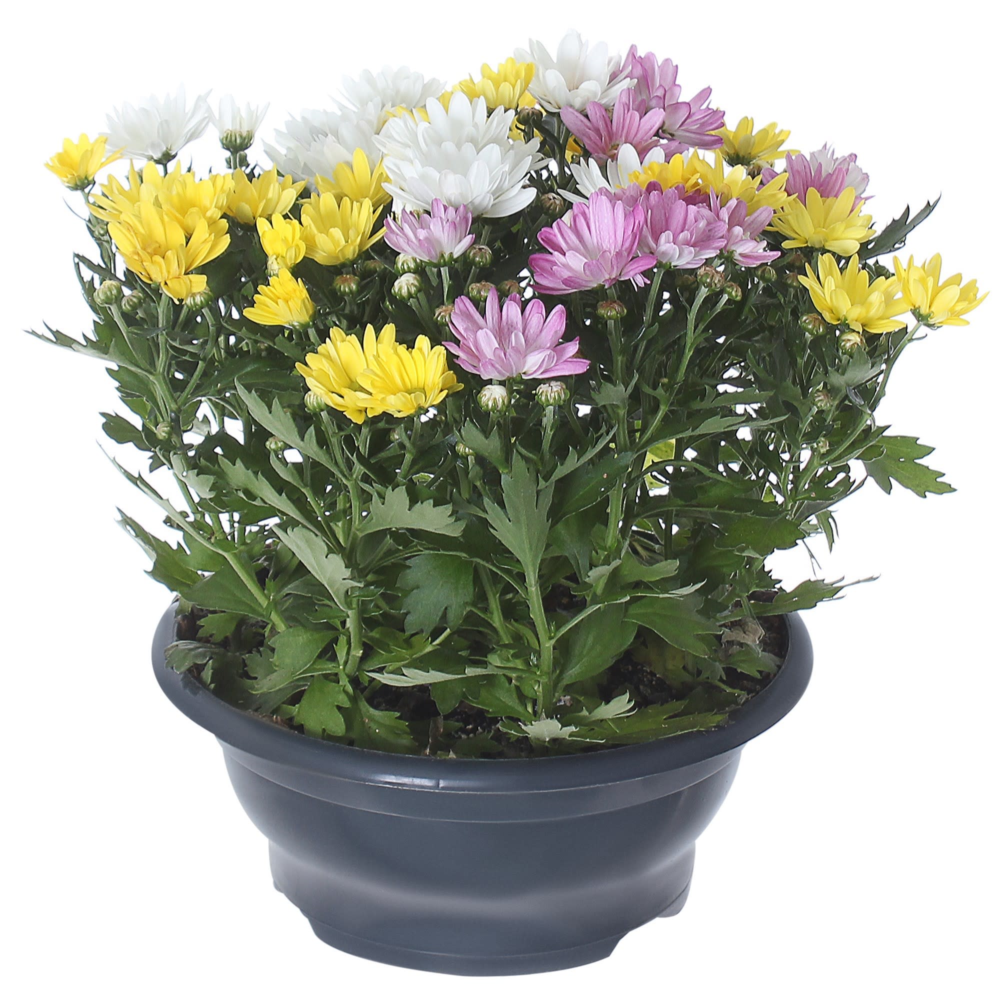 17699073 Хризантема микс Santreyd 