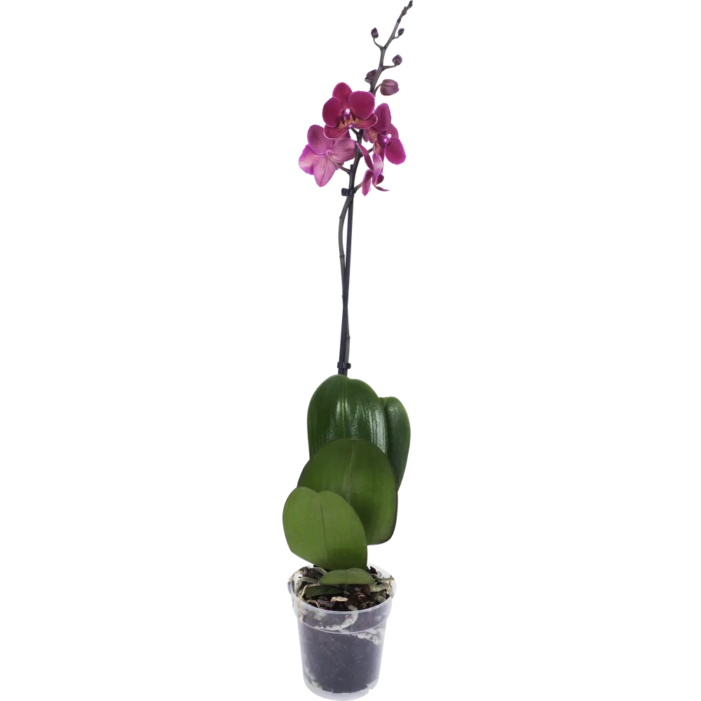 Santreyd Орхидея Фаленопсис Экстра - изысканное украшение интерьера 13974277 STLM-0004094