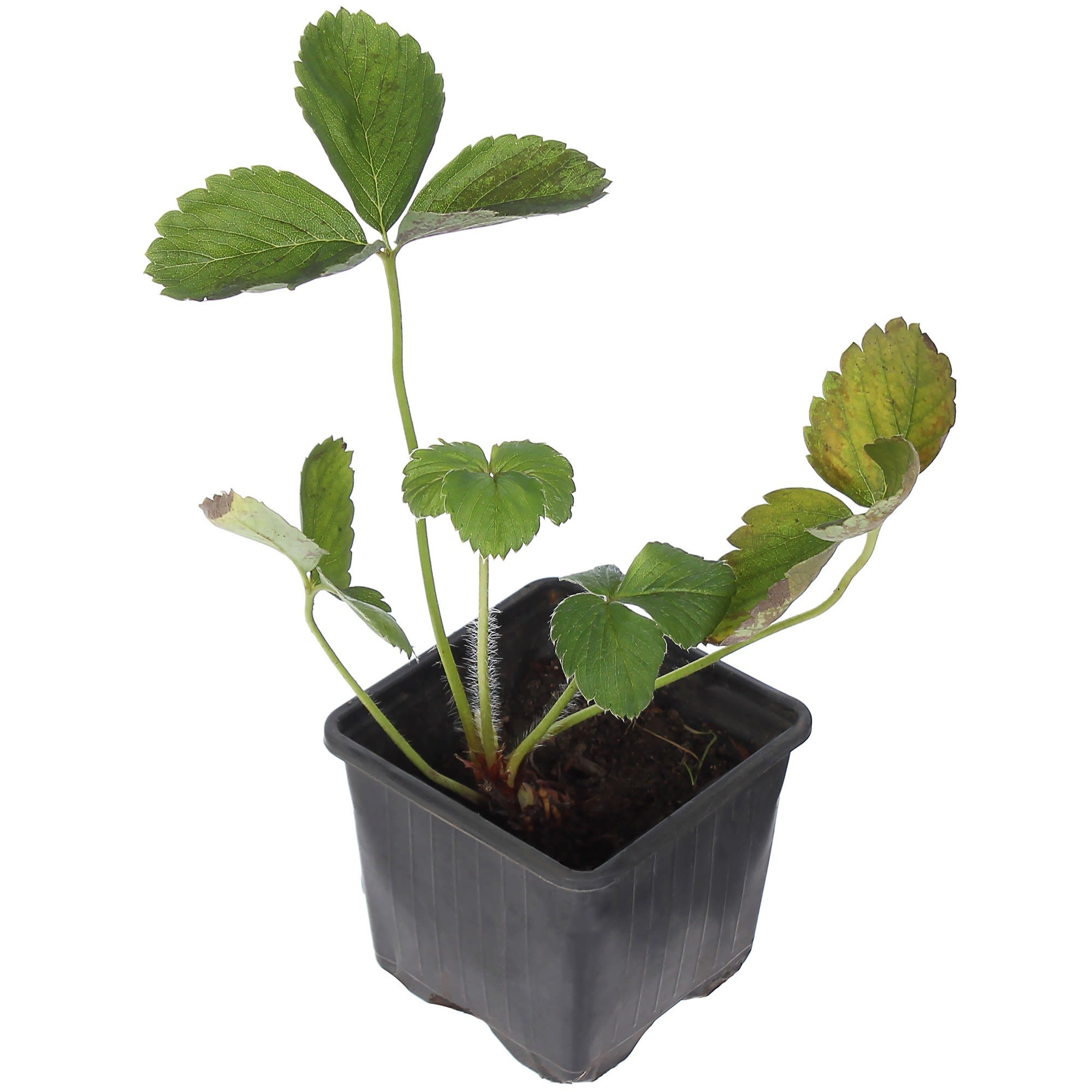 82008048 Клубника «Зенга Зенгана» (1/24) Santreyd  - Вид №1