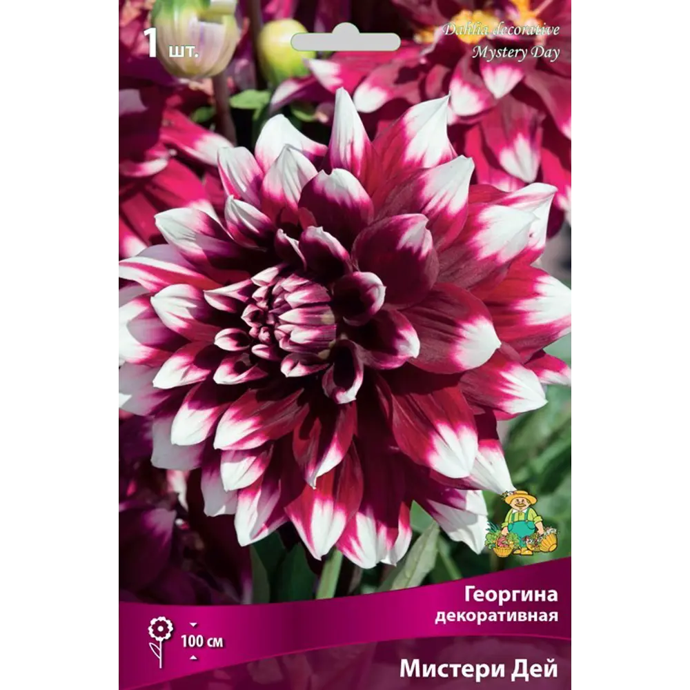 Георгина декоративная Мистери Дей луковица I ПОИСК STLM-2043286