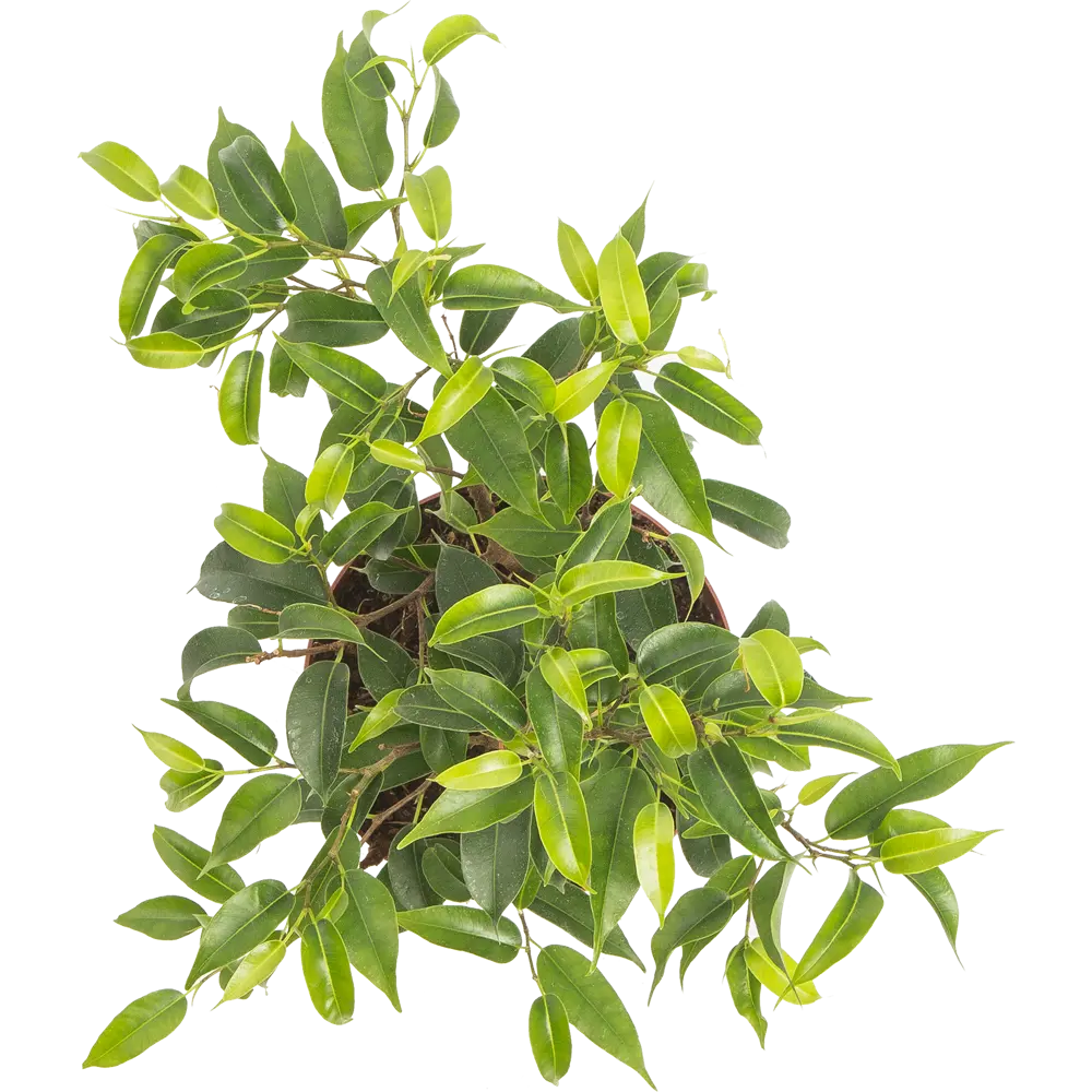 Фикус Бенджамина Golden King от Santreyd - изящное комнатное растение с пышной кроной 82560373 STLM-0029920 - Вид №1