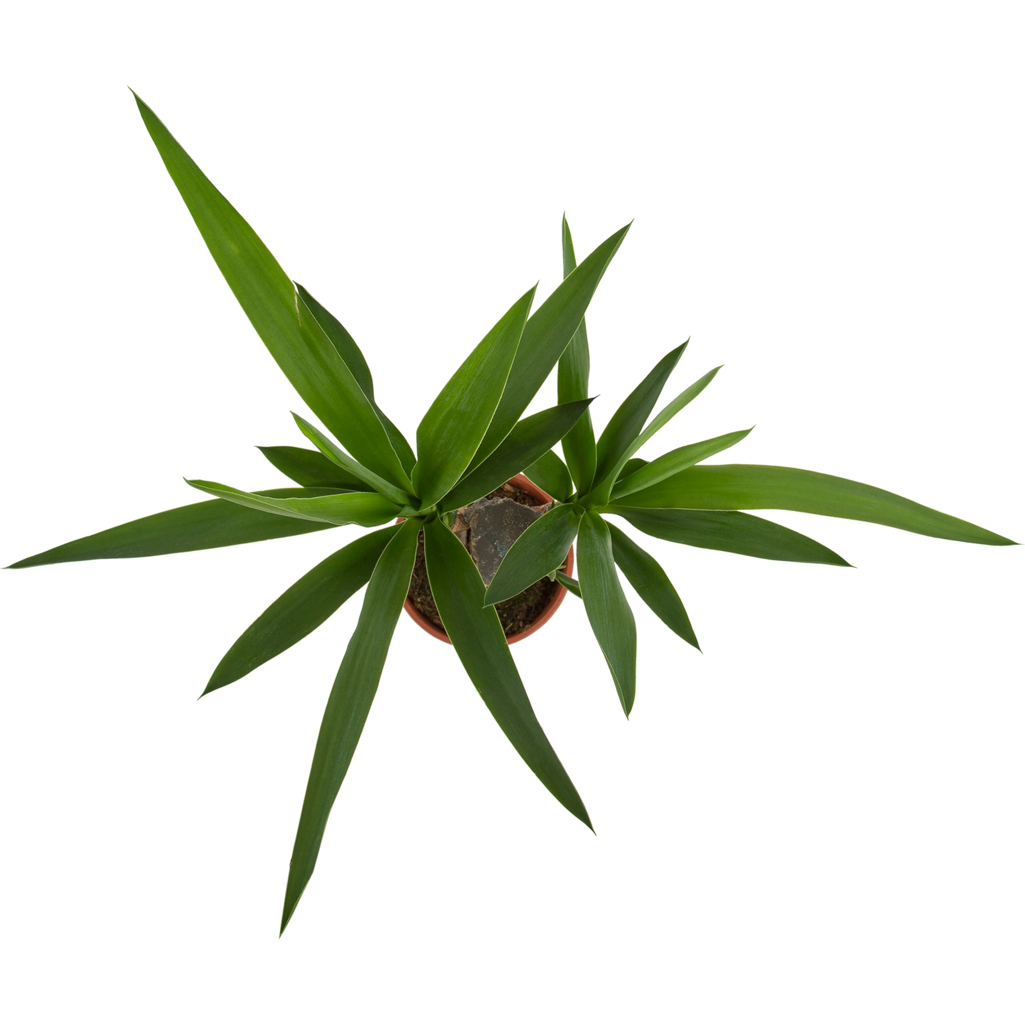 82578561 Юкка 1рр d12 h45 Santreyd  - Вид №1