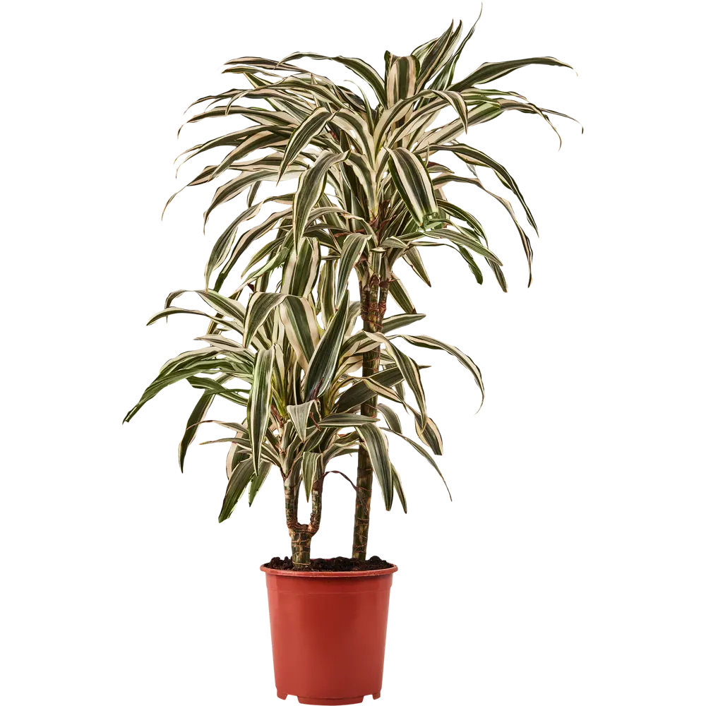 Santreyd Драцена Вайт Страйп — изящное тропическое растение с полосатыми листьями 85324829 STLM-0061444