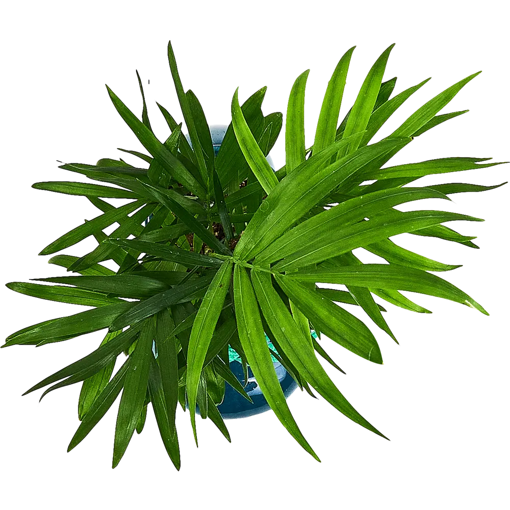 Хамедорея Santreyd - элегантная комнатная пальма с бамбуковыми стеблями 89359681 STLM-1394457 - Вид №3