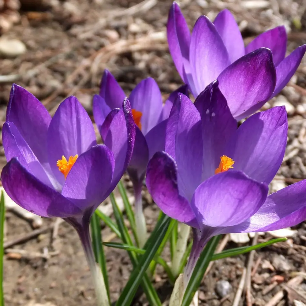 Крокус Geolia «Ruby Giant» STLM-2116785