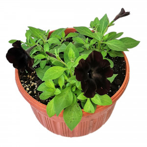 89836775 Петуния Софистика Блэкбери ø21 h10 см