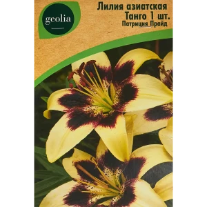 Лилия Geolia азиатская Танго Патриция Прайд 86408620 STLM-2093361