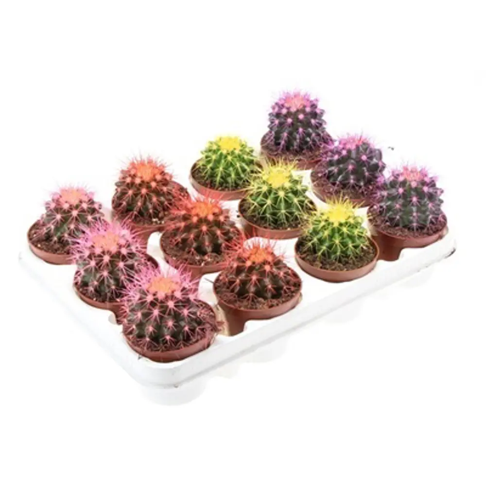 Santreyd Эхинокактус Грузони Радуга - живой шар с золотистыми колючками 84450779 STLM-0050228 - Вид №3