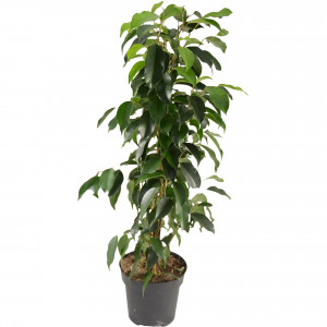 14798818 Фикус Бенджамина микс 14x55 см