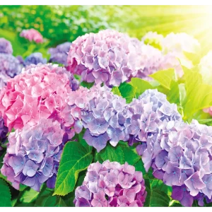 Фотообои «Гортензии» 210х200 см