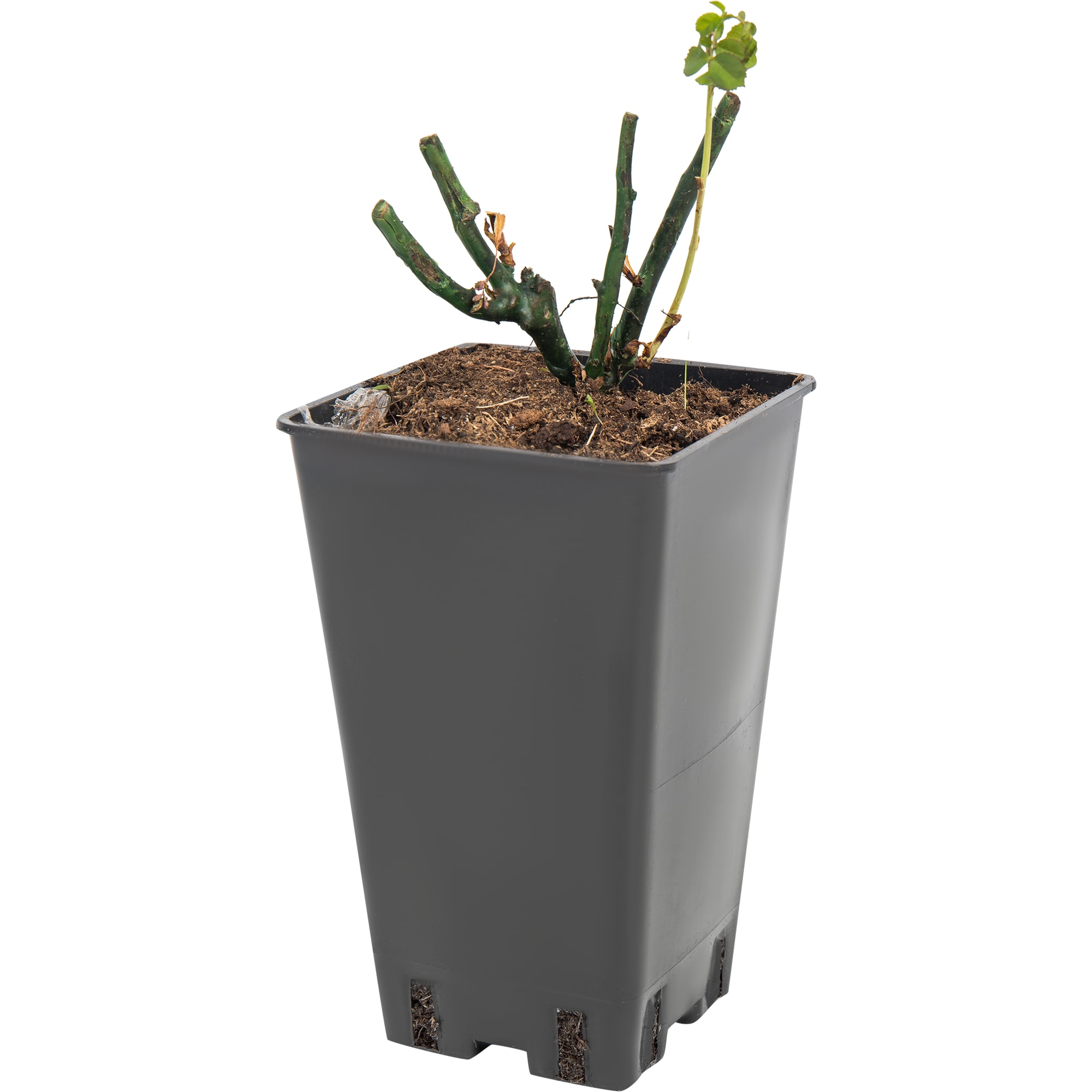 82594790 Роза плетистая «Ротер Корсар» 15x30 см Santreyd 