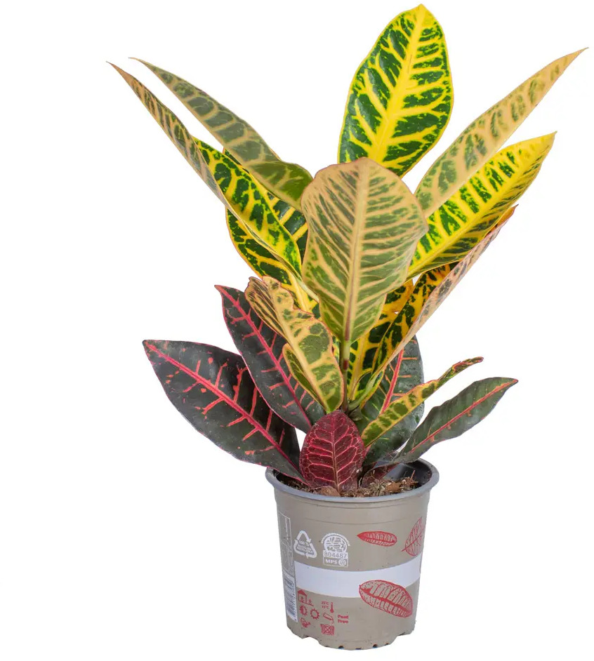 Santreyd Кротон микс — яркое комнатное растение с декоративными листьями 85324998