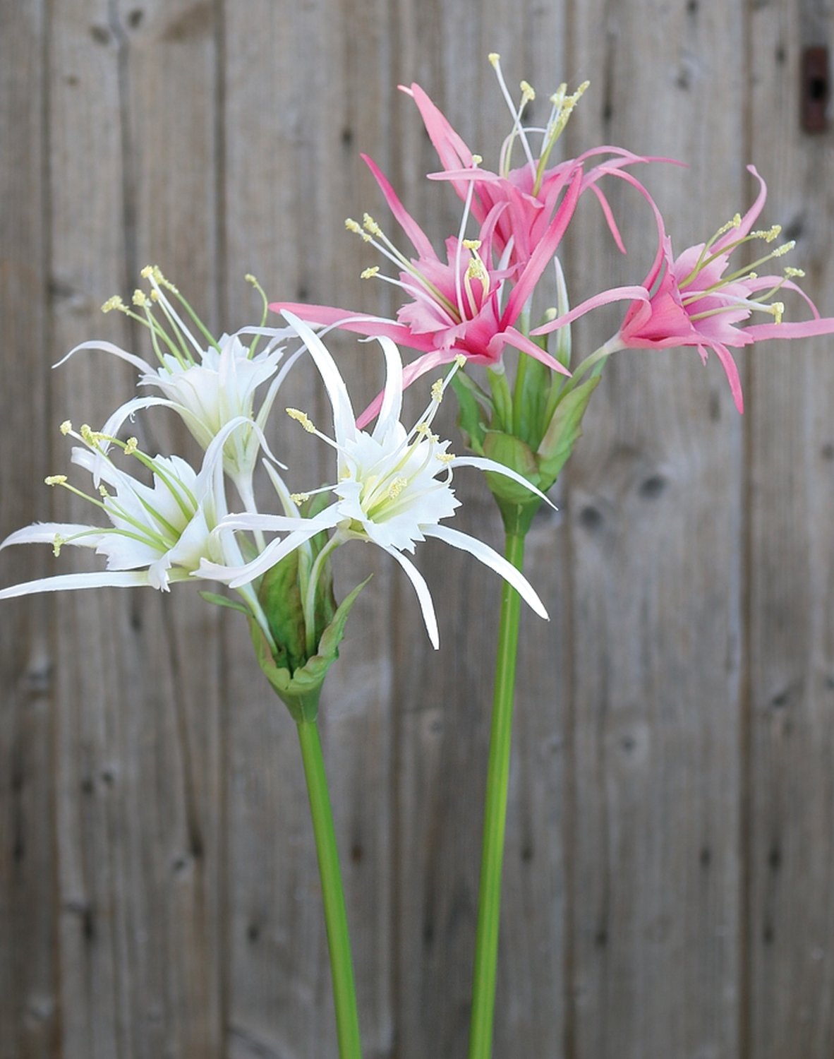 3379 510 a3 Искусственная лилия паука, 78 см, розовая H-andreas  - Вид №2