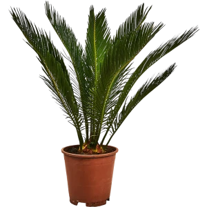 Santreyd Цикас Революта - изящная саговая пальма для интерьера 87959818