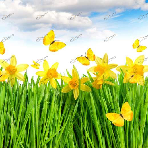 WP00387 Фотообои Verol Фотообои decoline 1х1 м