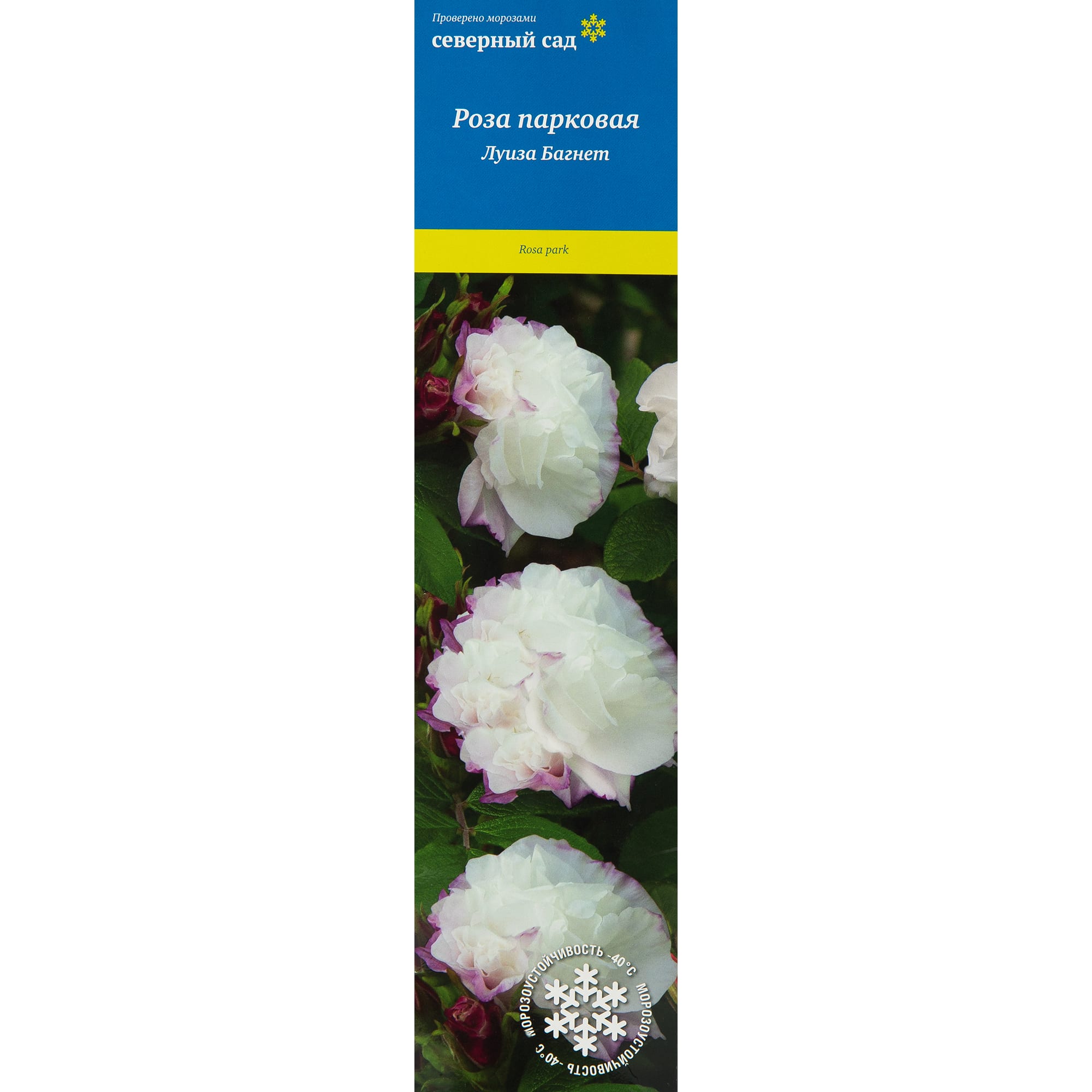 82527398 Роза канадская парковая Луиза Багнет Santreyd 