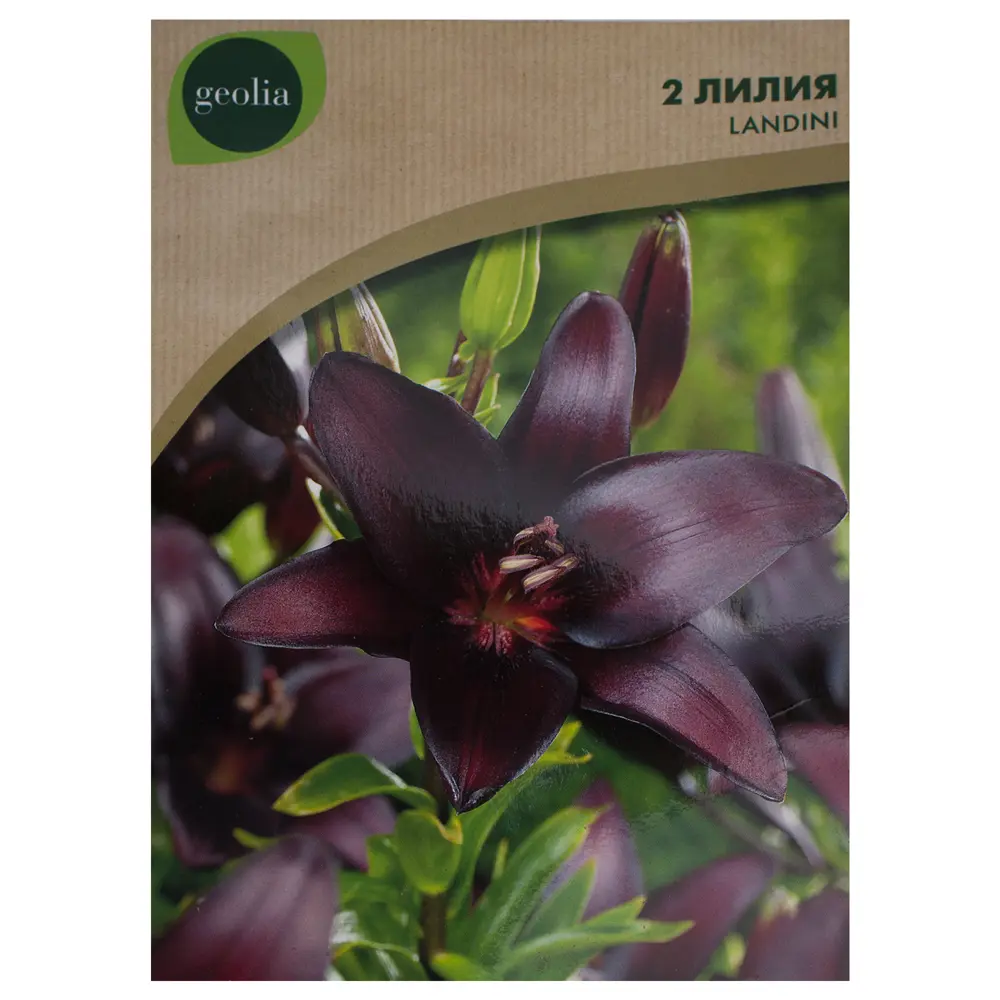 Лилия Landini Geolia, 12/14 STLM-2182404