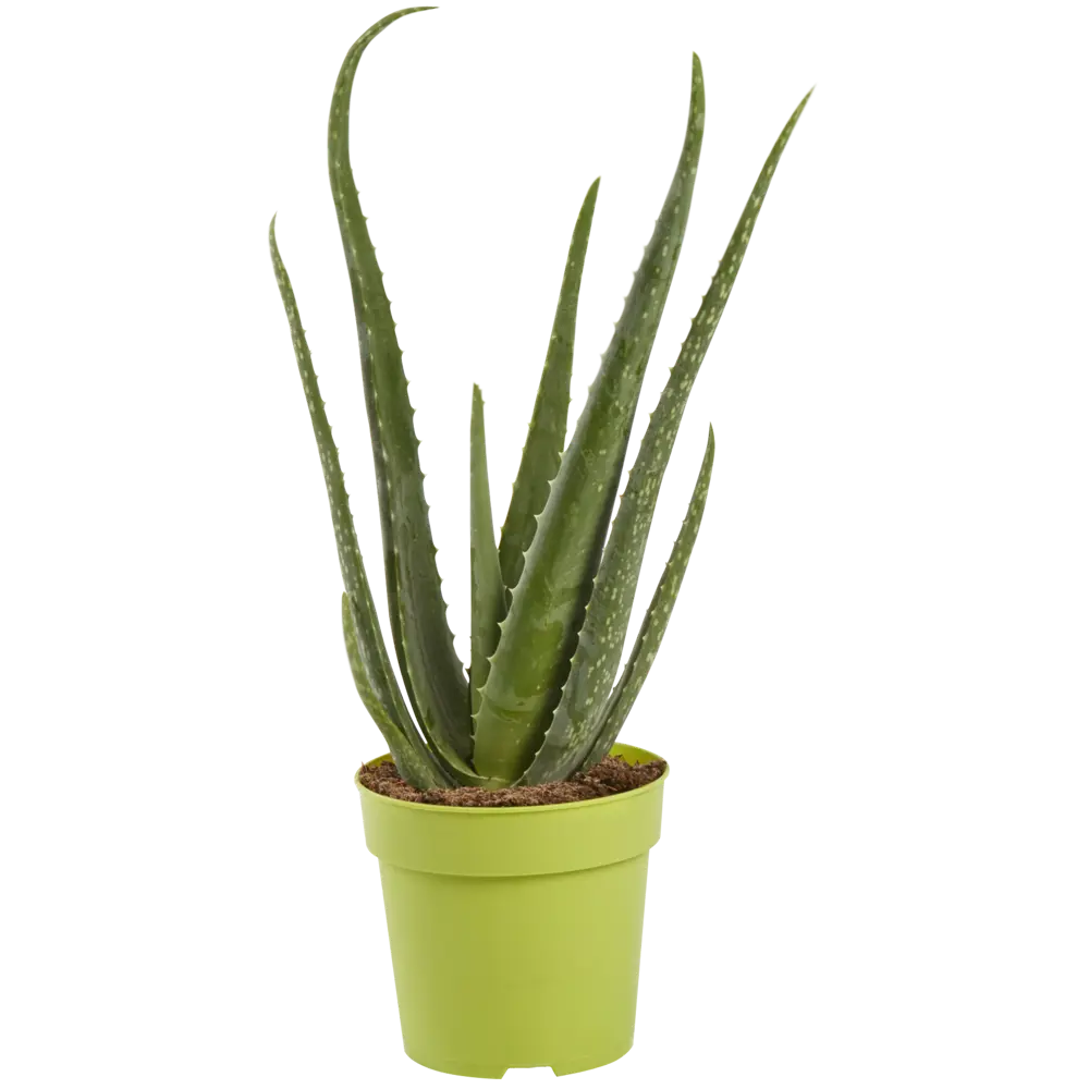 Santreyd Алоэ Микс — суккулент с природной гармонией в горшке ø12 см 82399789 STLM-0026509