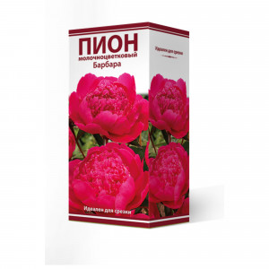 88294982 Пион молочноцветковый Барбара разбор 2-3