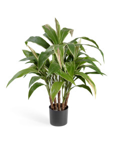 20.6303N Кордилина в горшке (5 стволов) Цветочная коллекция