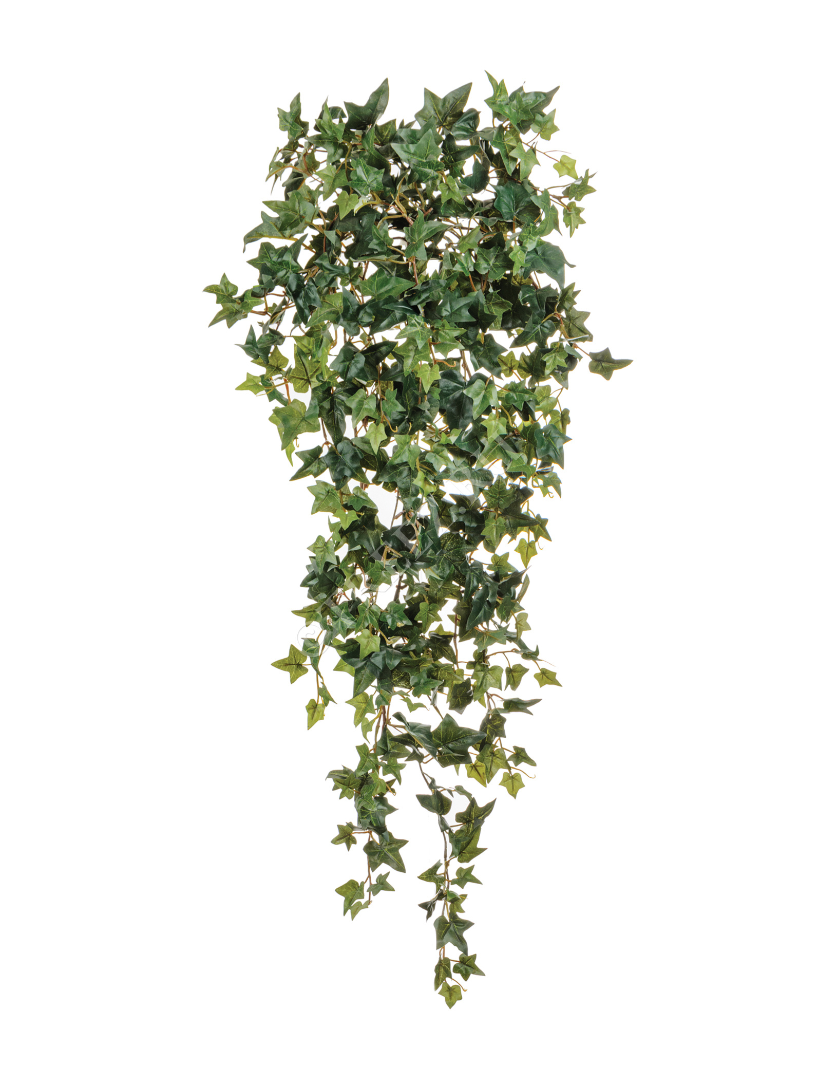 20.1135N Английский плющ Новый Цветочная коллекция  - Вид №2