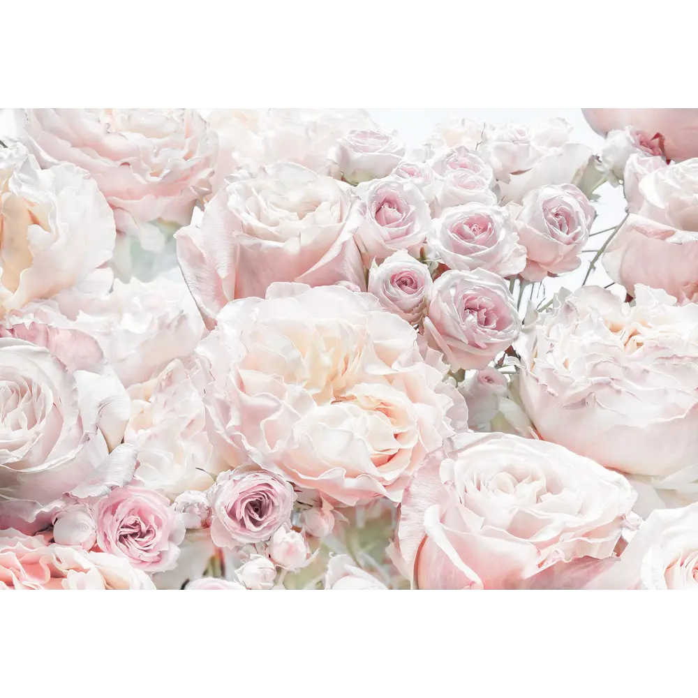 Фотообои «Весенние розы» бумажные 368x254 см 8-976 Komar STLM-2148811