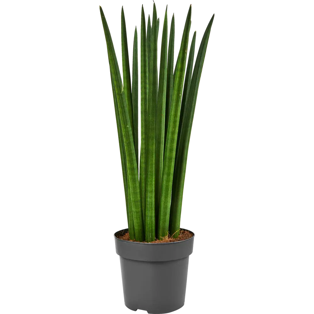 Сансевиерия цилиндрическая Santreyd - элегантный щучий хвост для интерьера 87819649 STLM-0075870