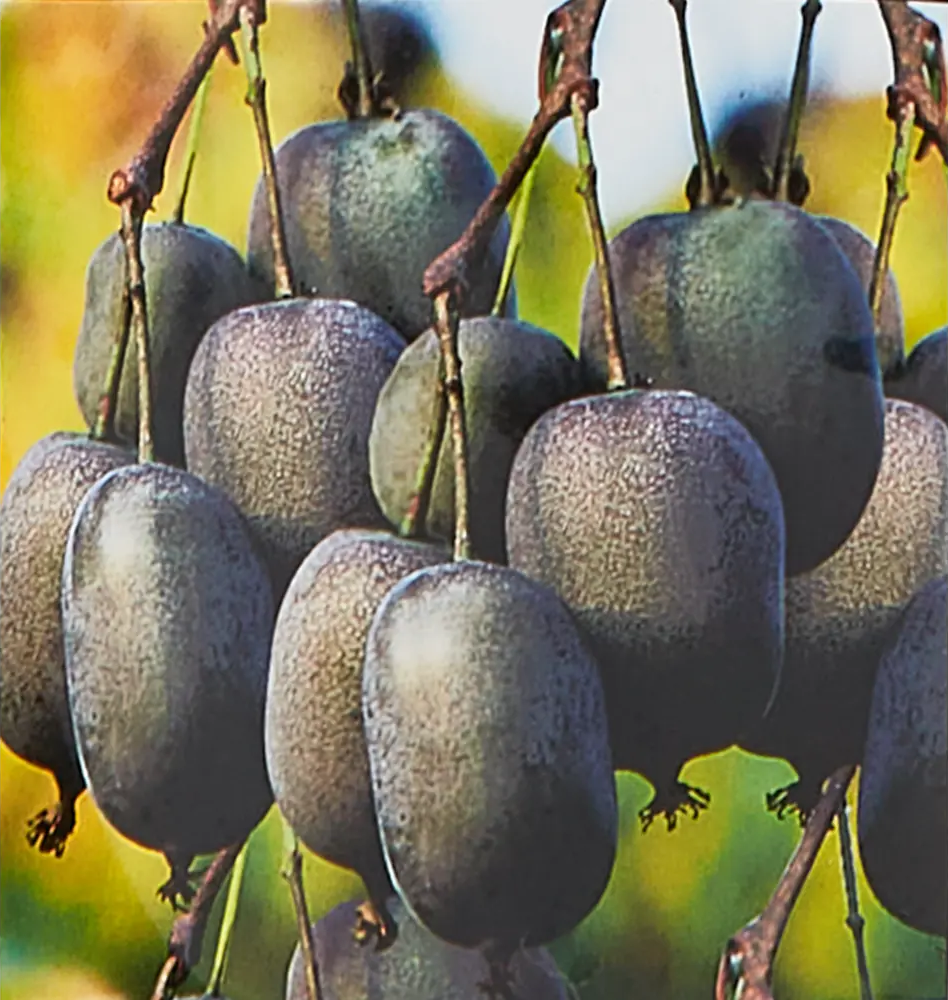 Santreyd Актинидия аргута Кенс Рэд - плодоносящая лиана для сада 85325512